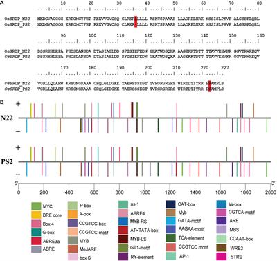 Overexpression of a DUF740 family gene (LOC_Os04g59420) imparts enhanced climate resilience through multiple stress tolerance in rice